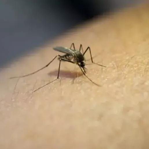 SC vai reforçar combate à dengue após repasse de R$ 1 milhão do Ministério da Saúde