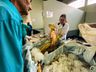 SMO: movimentação na Feira Livre para compra de peixes é intensa