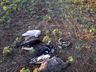 Vários animais são encontrados mortos no interior de Itapiranga