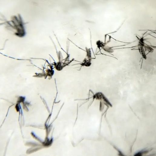 TCE pede planos de contingência contra dengue de Descanso e SMOeste 