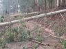 Temporal provoca destelhamentos em cerca de 100 casas em São Miguel do Oeste, diz Defesa Civil