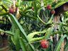 Estiagem do ano passado atrasou a produção de pitayas na região