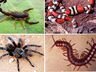 Dive emite nota sobre o aumento de acidentes com animais peçonhentos