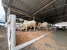 Animais da Mercoleite começam a chegar no parque de exposições