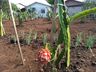 Estiagem do ano passado atrasou a produção de pitayas na região