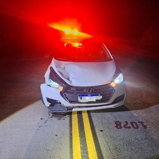 Motorista atropela animal na SC-305 em Campo Erê