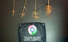 Polícia encontra quatro pés de maconha em bairro de São Miguel do Oeste