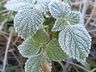 São Miguel do Oeste registra 0°C e Belmonte chega a -1,4°C