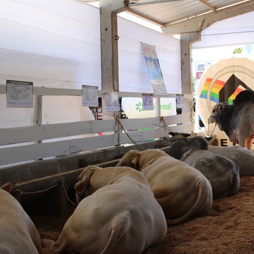 Expositores apostam em genética avançada na Faismo 2025