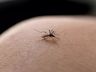Santa Catarina registra mais de 300 mil casos prováveis de dengue