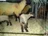 Veterinário da 14ª Efacitus destaca cuidados para a exposição de animais