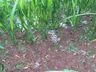 "Talvez terei que acionar o seguro agrícola" relatou agricultora de Palma Sola