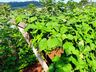 Ex-empresário do ramo frigorífico desempenha atividades com a produção de hortaliças