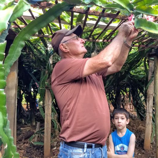 Estiagem do ano passado atrasou a produção de pitayas na região