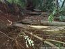 Ventos derrubam árvores e causam estragos no interior de Anchieta