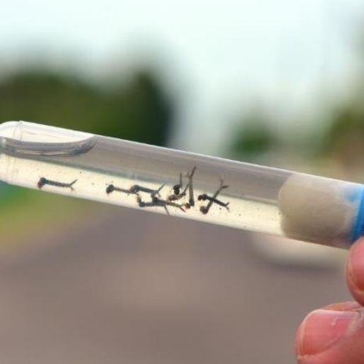 Casos de dengue em SMOeste são menores que em 2020