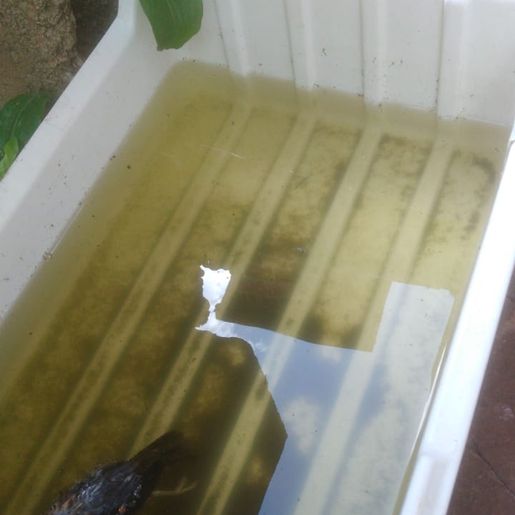 Guaraciaba registra 14 focos da dengue no primeiro mês do ano