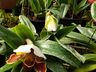 Mondaiense torna a paixão por orquídeas uma profissão