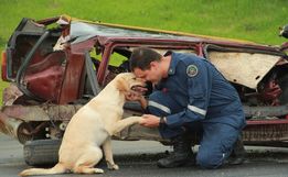 Dia Internacional do Cão de Busca e Resgate: veja como são os treinamentos em SC