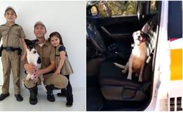 Cão abandonado invade viatura da PMRv e é adotado por policial