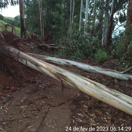 Ventos derrubam árvores e causam estragos no interior de Anchieta