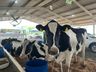 Animais da Mercoleite começam a chegar no parque de exposições