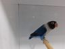 Associação dos Criadores de Aves de Iporã do Oeste realiza 1ª copa de ornitologia