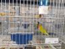Associação dos Criadores de Aves de Iporã do Oeste realiza 1ª copa de ornitologia