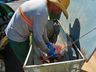 Lixo orgânico e Reciclável: saiba como separar e veja casos específicos em SMOeste