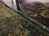 Caminhão carregado de milho tomba próximo à entrada de Itapiranga 