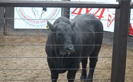 Leilão no Extremo Oeste vende 40 touros e destaca avanço da genética bovina