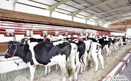5ª Expo São João vai destacar o potencial do gado leiteiro do município