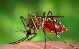 Primeiro caso de Dengue é confirmado em São José do Cedro