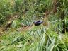 Jovem fica ferido após capotamento de caminhonete em São Miguel do Oeste