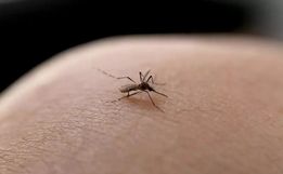 Nova vacina contra todos os sorotipos de dengue chega ao Brasil