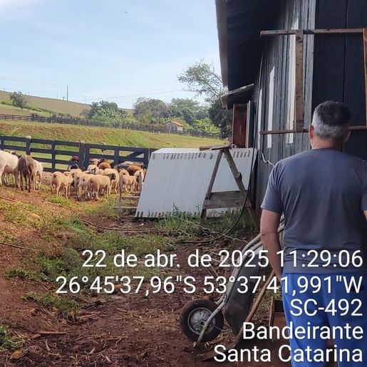 Projeto leva assistência técnica a criadores de ovinos em Bandeirante
