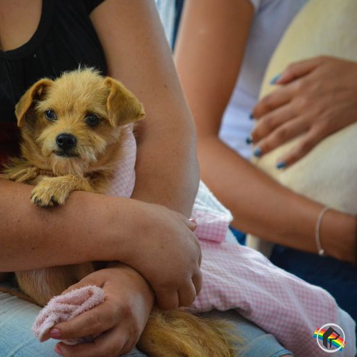 Faismo 2022: Desfile de cães é transferido por conta das condições climáticas 