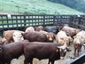 Programa Novilho Precoce aumenta produtividade de carne bovina no Estado