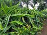 Morador de SJCedro investe no cultivo de pitaya