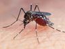 Santa Catarina registra 184 municípios infestados pelo Aedes aegypti