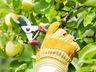 Epagri orienta para que agricultores não façam a poda de árvores frutíferas
