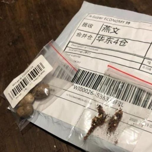 Quem foi o primeiro catarinense a receber sementes da China