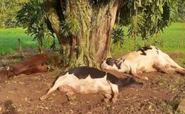 Raio mata duas vacas e uma novilha em propriedade no interior de Itapiranga