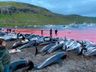 A revolta após matança de 1.400 golfinhos em um dia na Europa