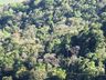 Engenheiro agrônomo destaca floração da corticeira, uma árvore medicinal