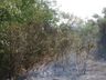 Incêndio atinge área de reflorestamento em SJCedro