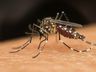 Casos de dengue crescem em SC com chegada do verão, mas vacinação ainda enfrenta desafios