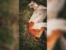 Câmeras flagram possível onça no interior de São Miguel do Oeste