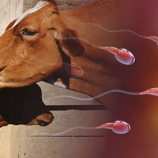 Secretaria de agricultura de Itapiranga investe em gado de corte e na pecuária leiteira