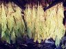 Plantio de fumo segue sendo alternativa de renda para agricultores